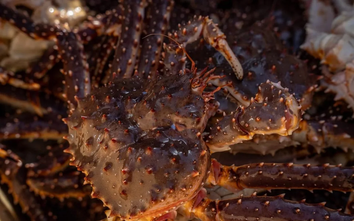 A red king crab seen close up, shell and spines