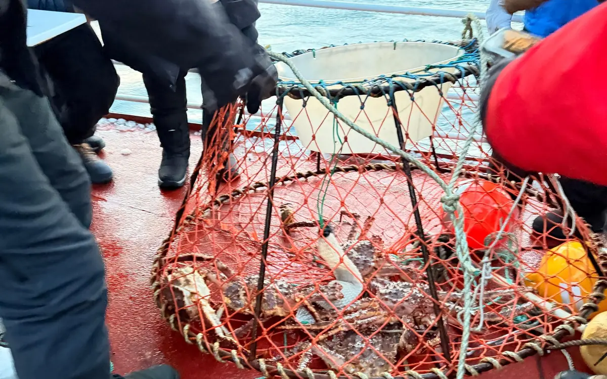 A crab pot being hauled onto the deck with king crabs inside